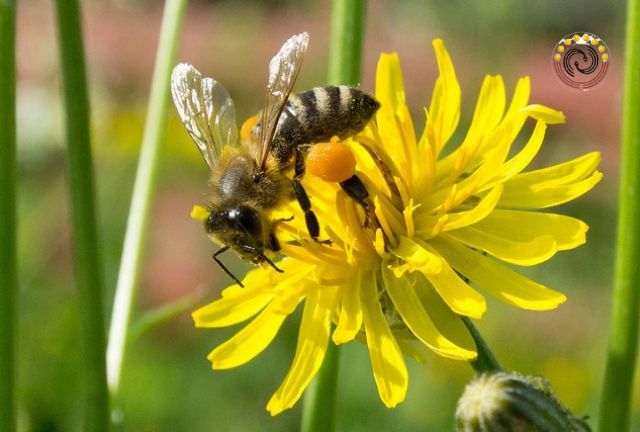 Đôi nét về loài ong theo quan niệm dân gian