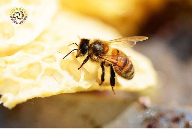 Gia đình nào được ong bay vào thì tương lai chắc chắn tài lộc sẽ rộng mở