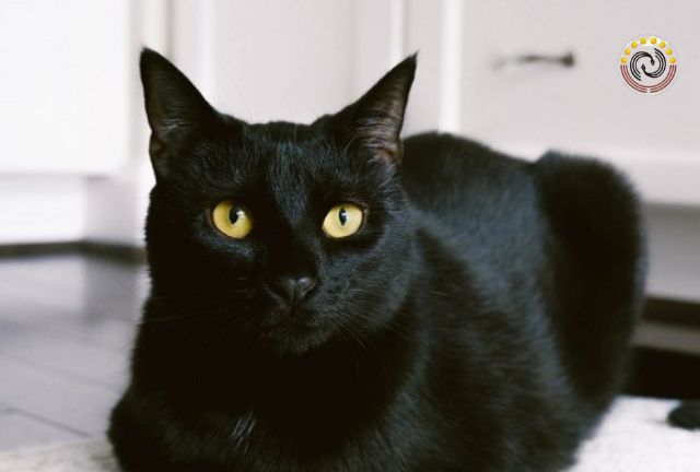 Mèo đen là điềm báo cực kỳ xui xẻo
