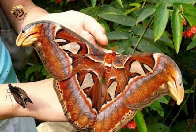 Những chú bướm cũng là hoá thân của sự may mắn