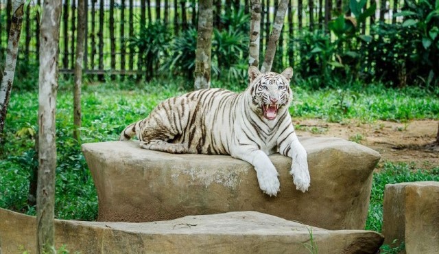 Hổ trắng xuất hiện trong mơ hãy chú ý sức khỏe