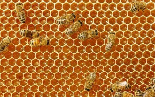 Thử VẬN MAY mơ thấy ong đánh con gì?