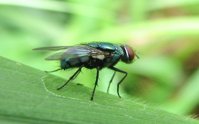 Mơ thấy ruồi có ý nghĩa gì? Con ruồi có ý nghĩa gì?